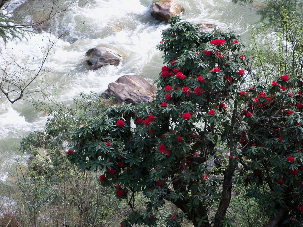 كاسول Parvati Kuteer Riverside Resort المظهر الخارجي الصورة